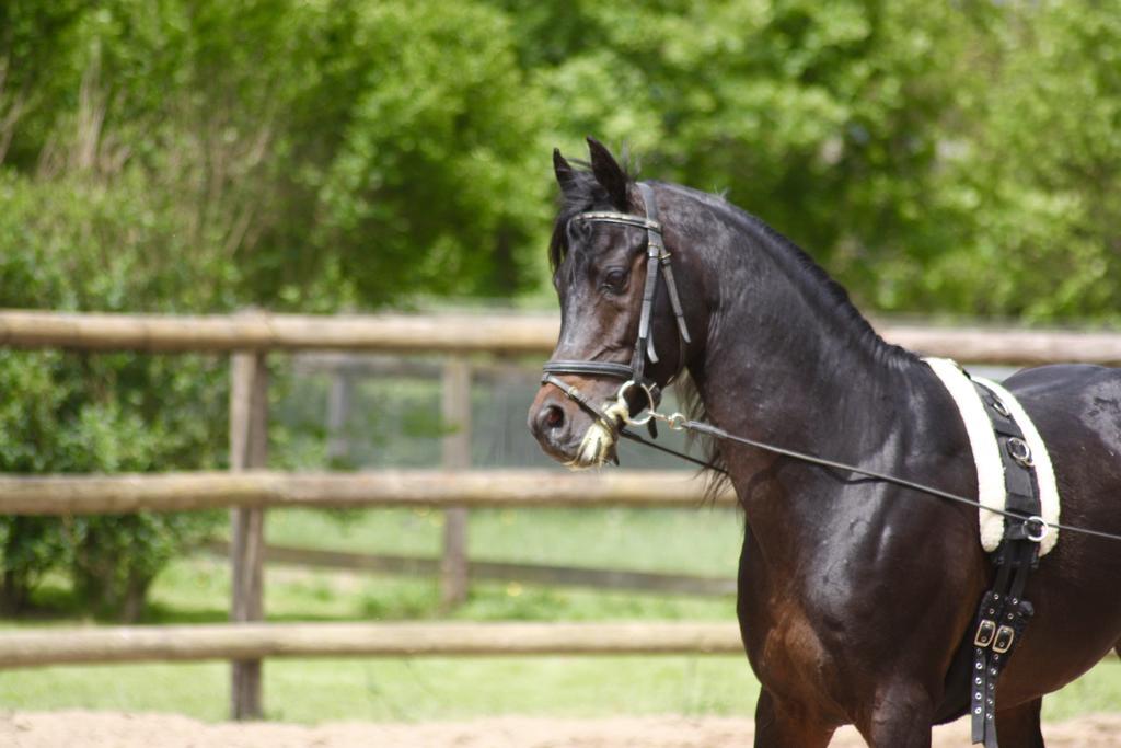 Le Haras Du Favry Daire Palinges Dış mekan fotoğraf