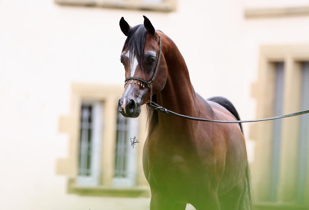 Le Haras Du Favry Daire Palinges Dış mekan fotoğraf